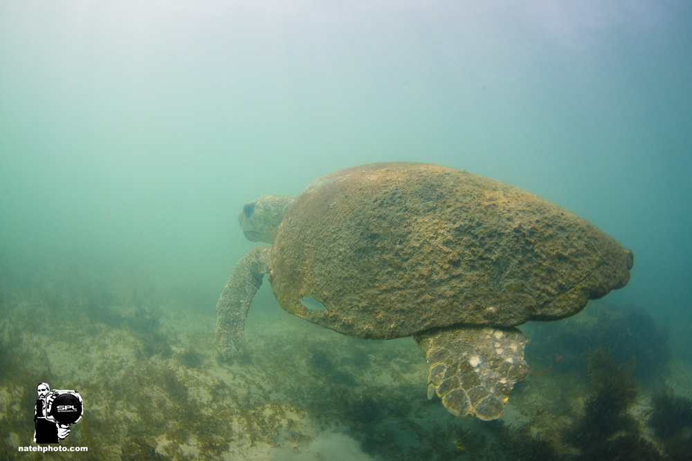 This one was pretty large and very old looking. I'm calling it the "Ugly Turtle". It looked like its been down there a few thousand years... Still, Stoked for such a find! 