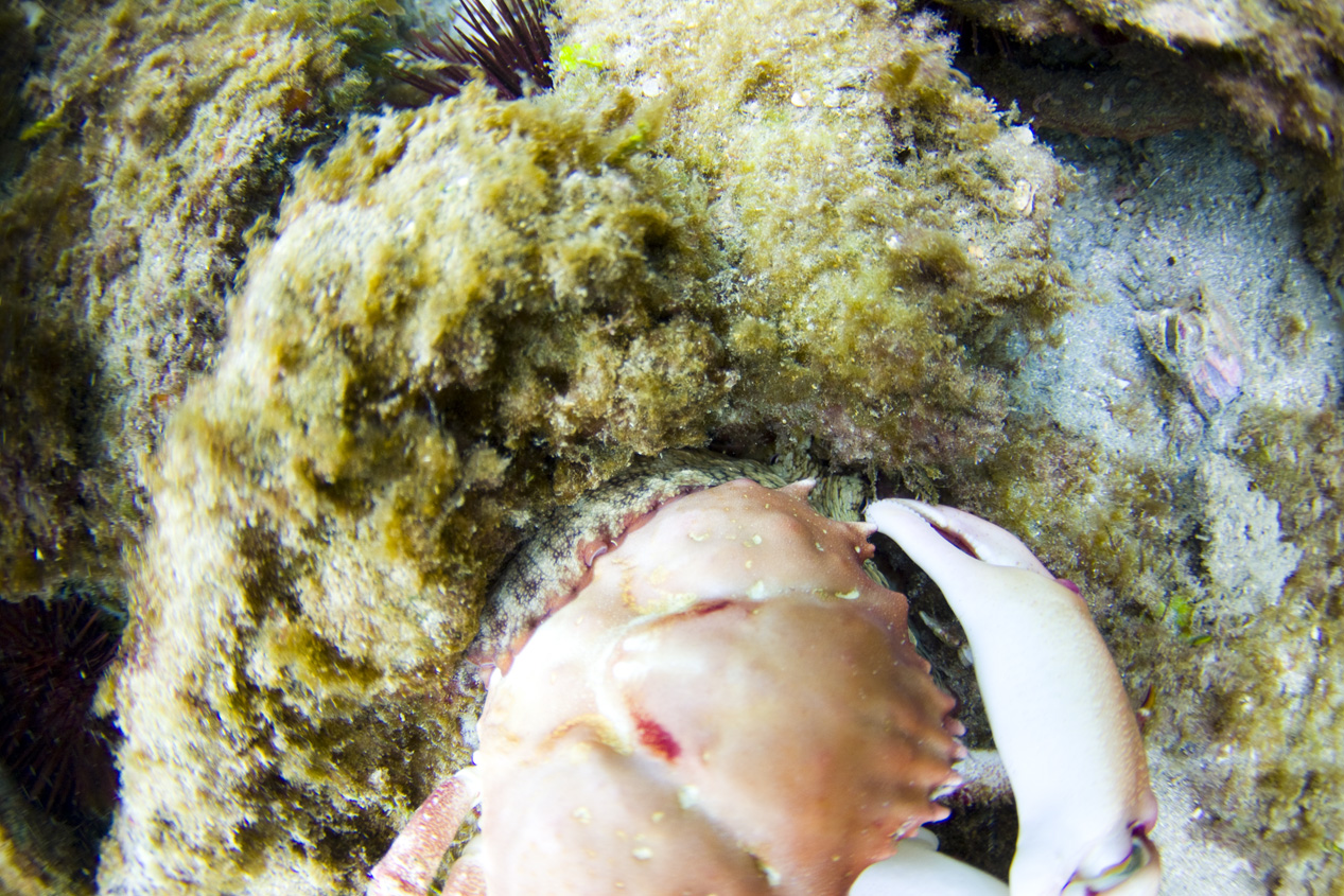 _MG_0797_Dving_10mm_shipwreckandriomar_VeroBeachFlorida_natehphoto.jpg