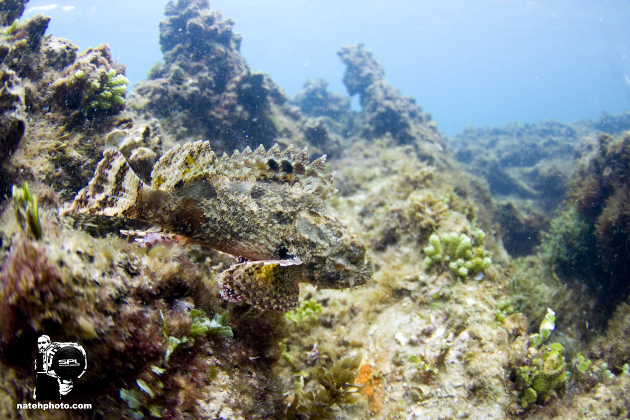 _MG_0804_Dving_10mm_shipwreckandriomar_VeroBeachFlorida_natehphoto.jpg