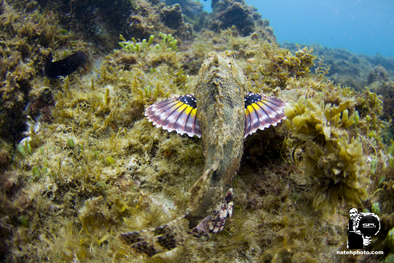 _MG_0812_Dving_10mm_shipwreckandriomar_VeroBeachFlorida_natehphoto.jpg