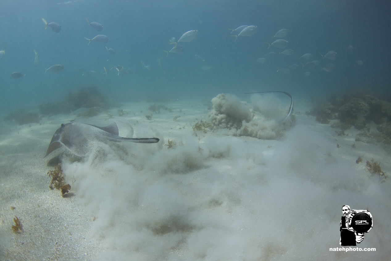 _MG_1078_Dving_10mm_shipwreckandriomar_VeroBeachFlorida_natehphoto.jpg