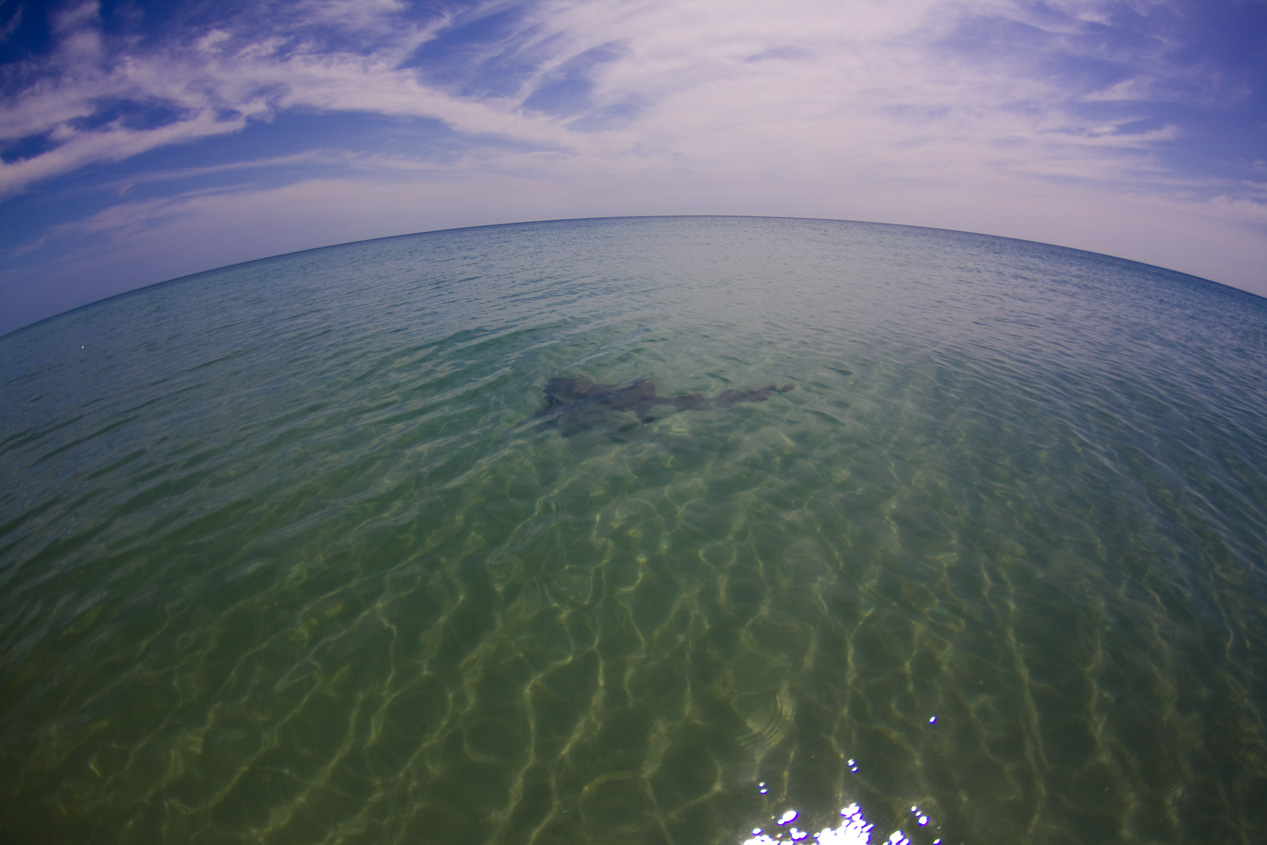 Even got to see a Nurse Shark without having to snorkel! It came swimming straight up to my feet, by the time I put the camera in the water she had turned to leave.. oh well. It was cool to see the sea life out and about in such prime conditions. 