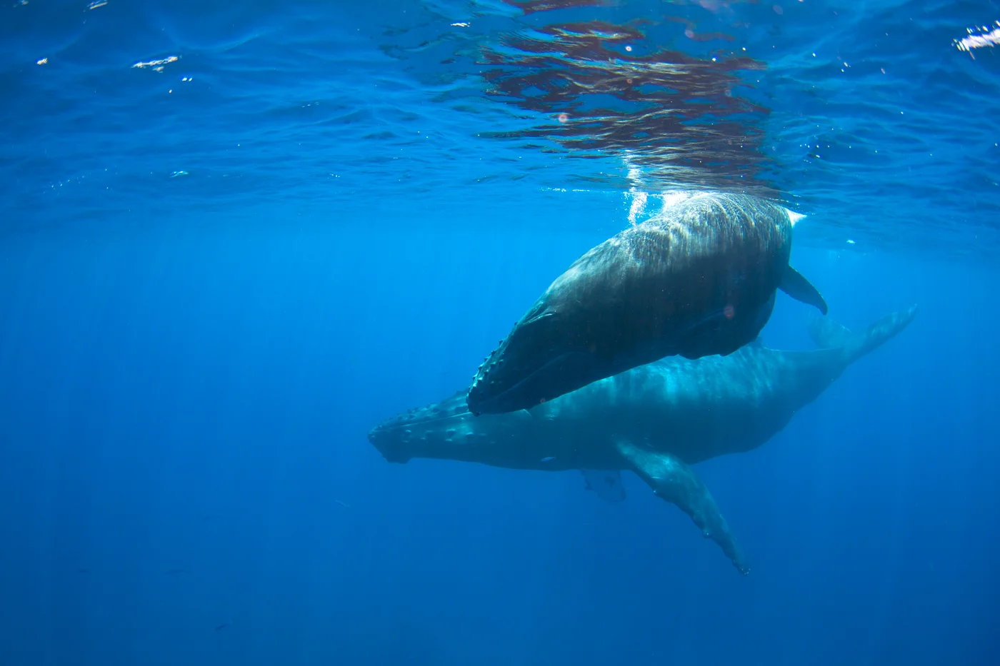 Momma & Calf.