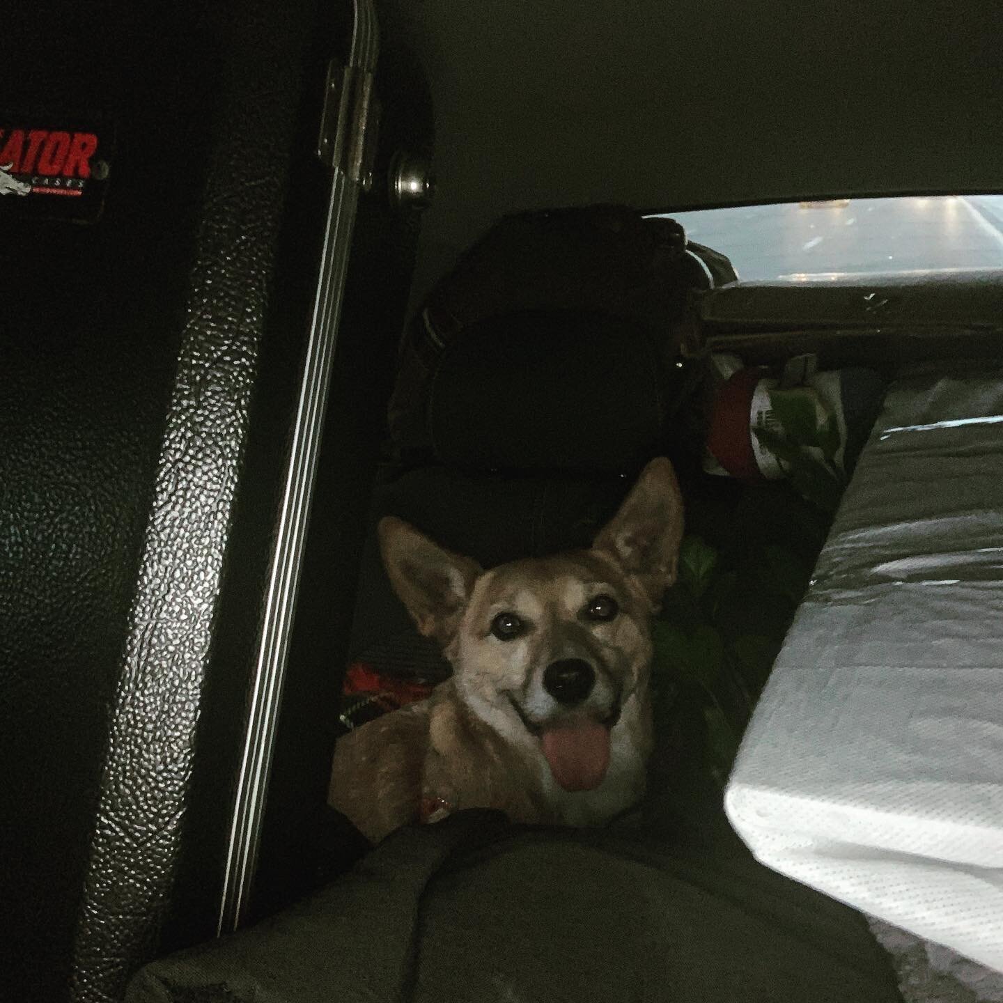 LA bound and ready for his close up. @corgiish 

#dogsofinstagram #corgisofinstagram