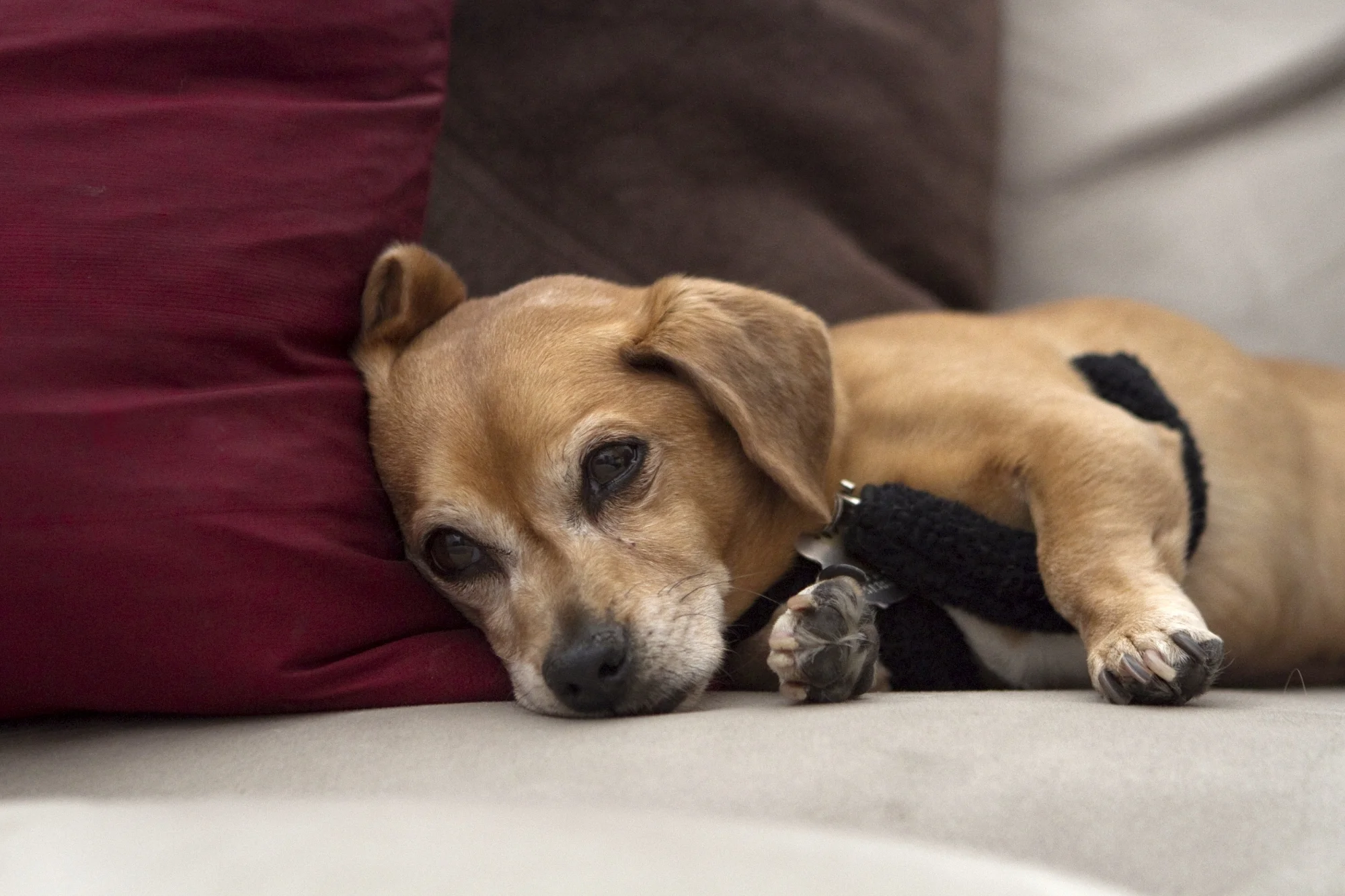 Maynard is good at waiting... Photo credit: David Lynn Photography
