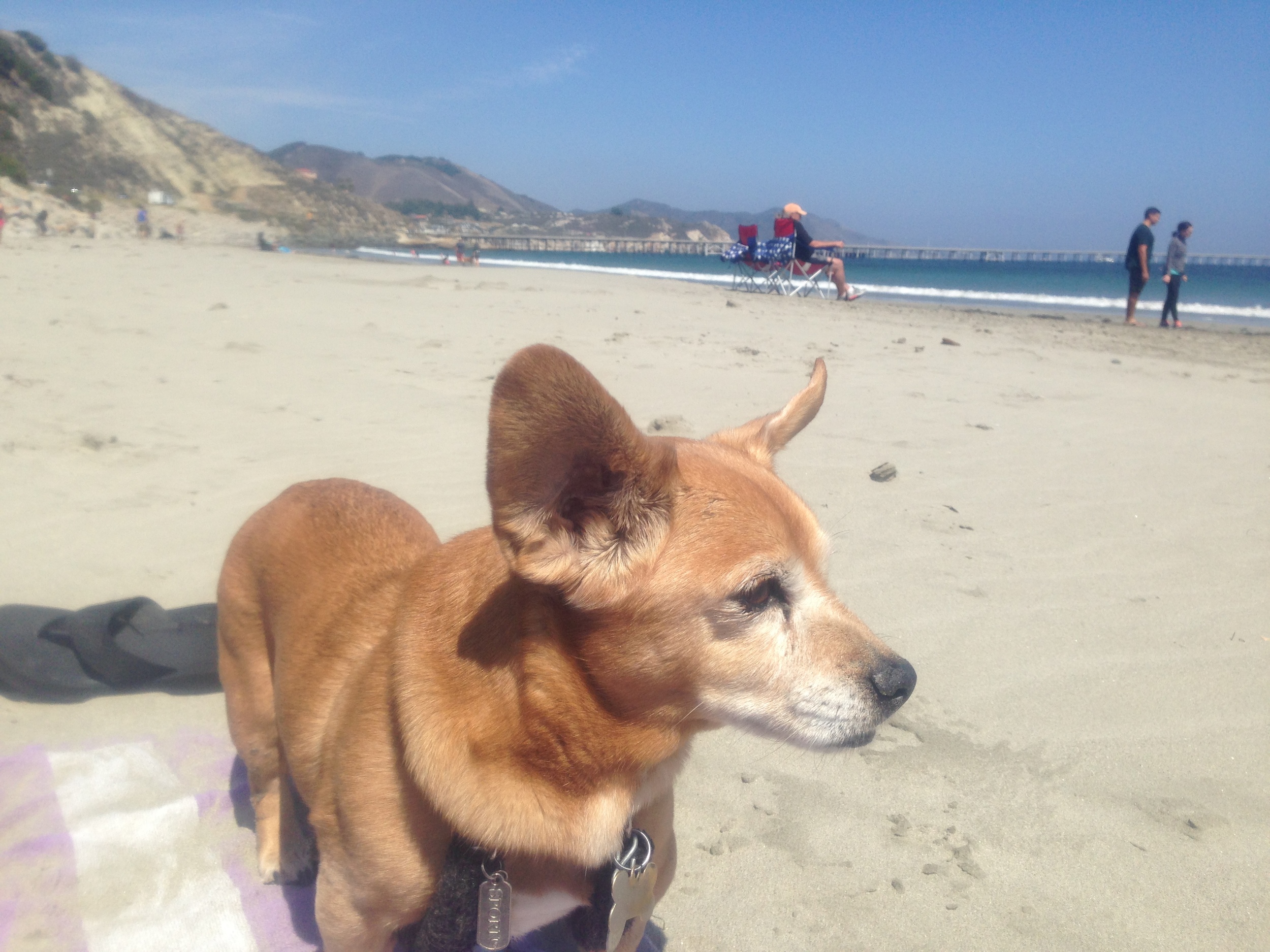 Even on a windy day, this guy LOVES his new beach life.