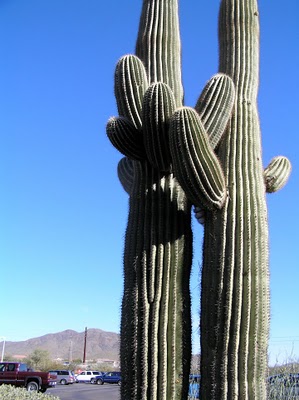 1Cactus.jpg