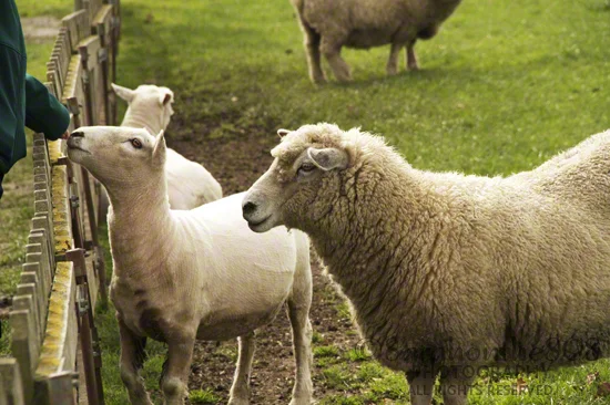 These friendly guys are penned, available to feed and ready to eat at the check-in area—I mean, they're ready to do the eating! Excuse my ignorance, but I had no idea lanolin is a natural excretion from sheep's skin. I vigorously scratched the ewe's side since she seemed to enjoy it and came away with...ugh...tacky, sticky fingers. Lightbulb moment (after seeing the jar of lanolin in the store's shelves)! According to Wikipedia, lanolin is "a yellow wax secreted by the sebaceous glands of wool-bearing animals." I'm so happy sheep have waterproofing, especially in this freezing weather!