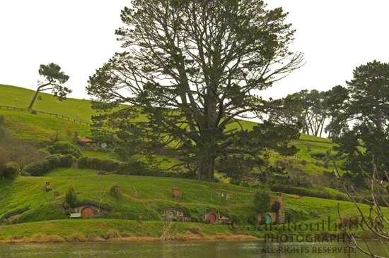 This beautiful radiating pine is the reason this location was selected for The Shire. Unlike radiating pines seen in many pastures, this one is unusual in that it's a perfectly rounded tree, which is like having two seed pods similar to human twins.