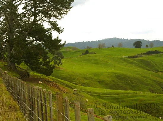 A parting shot from the area surrounding the Hobbiton Movie Set. Oh, here's another one—absolutely picturesque!