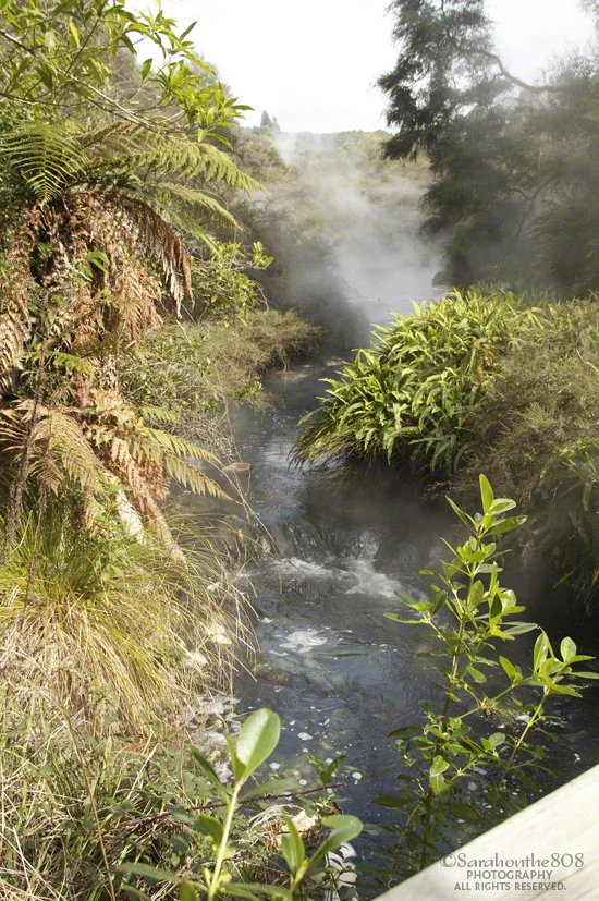 A change of terrain as the trail crosses the stream amid the regenerating native forest.