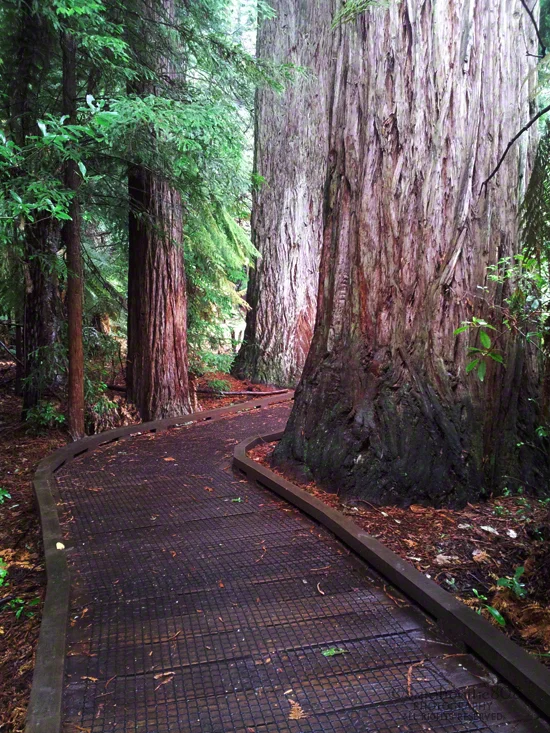 Whakarewarewa Redwood Forest, Rotorua