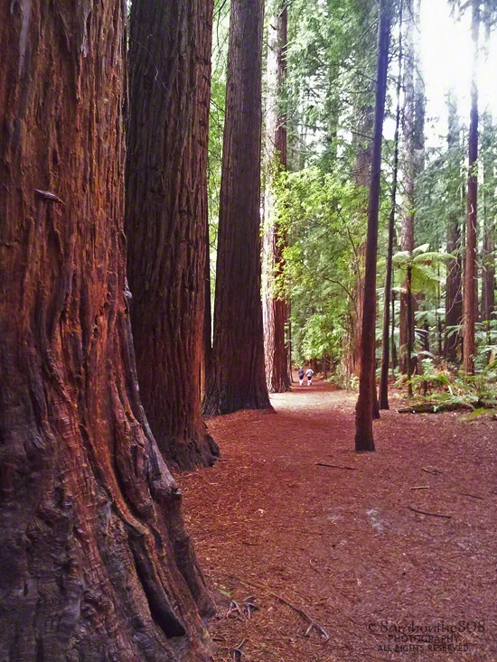 If not for the occasional exerciser, I would be enjoying this cathedral of redwoods in utter solitude.