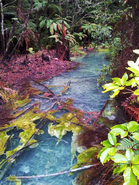 At one point along the trail, this clear aqua-colored pool of water provides a shot of color to the redwoods. 