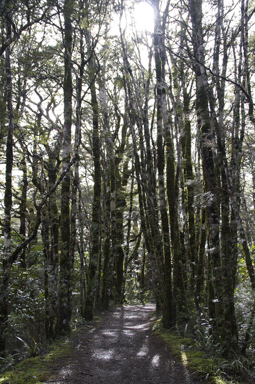 Entering an almost colorless beech forest. Doesn't it feel like a band of Orcs awaits just around the corner? From what I've read, this path was previously a horse trail.