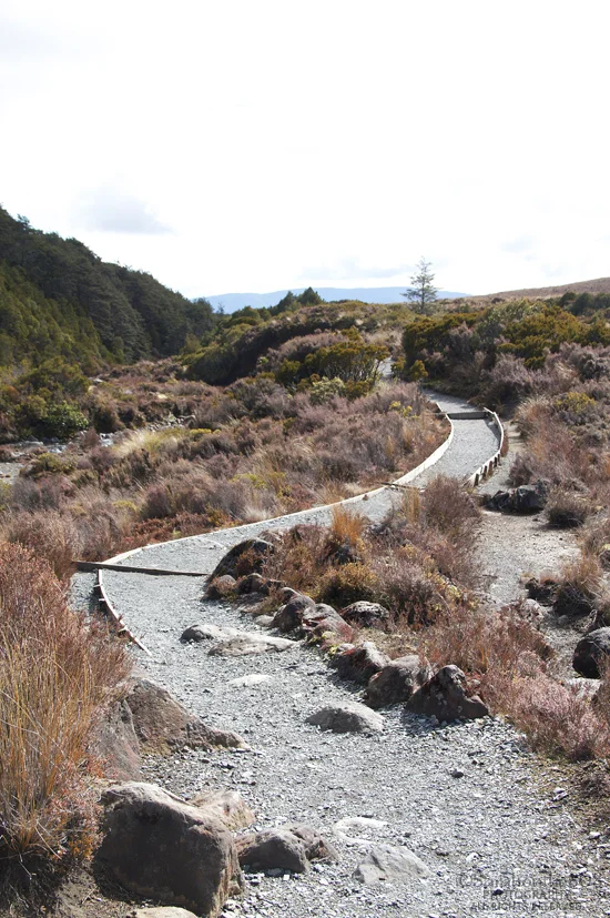 The trail leading back to Whakapapa Village calls, and before long, I'm back on my feet. Actually, you couldn't ask for a more inviting path on which to walk. Crunch, crunch, crunch...