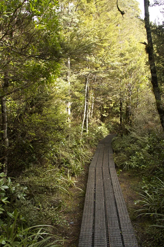Entering once again into Orc territory, though this forest of beech trees, broadleaf, mountain five-finger, ferns and mountain toatoa doesn't seem as forboding. Bright chirps flash every now and then to announce the presence of native birds.