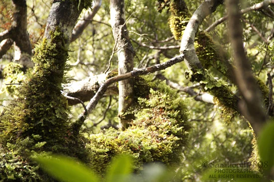 Foray into photography. The light falls just so onto the moss-covered branches, and it's challenging to capture. But I try.