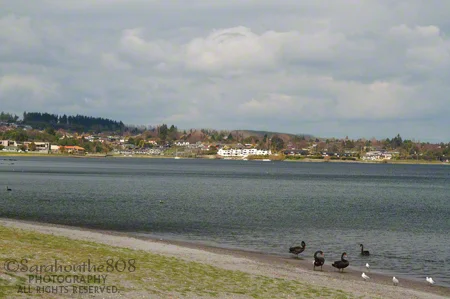 During summer, I'm sure the lakeside is packed with people. In winter, resident wildlife have the space all to themselves.