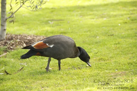 This male Paradise Shelduck, or Putangitangi, is described as a "goose-like duck" on creel.co.nz . The site says that males emit a deep "klonk-klonk" while females reply with a high-pitched "zik-zik." I guess there weren't any females nearby because this fellow was busy dining.
