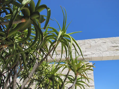 Admiring more of the garden at The Getty, Los Angeles 2011