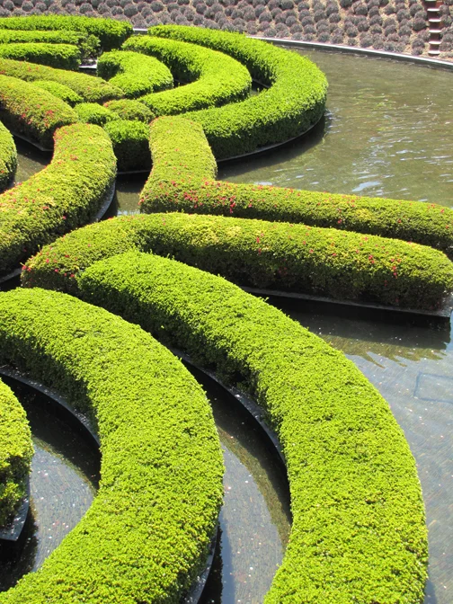 A simple hedge transformed into a stunning work of art in the garden of The Getty, Los Angeles 2011