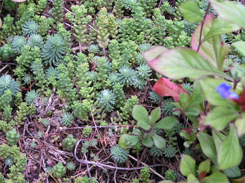 Just some pretty succulents.