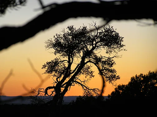 Sunset Silhouette Web.jpg