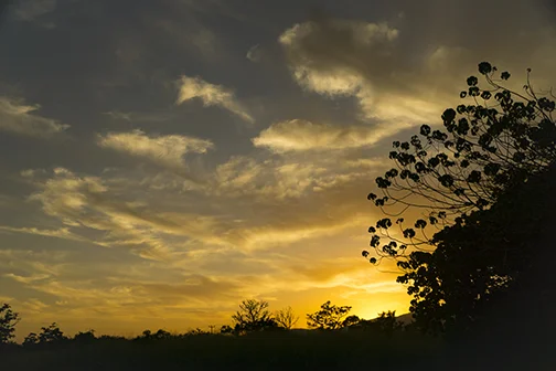 sunsettree1.18.jpg