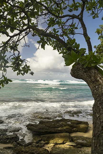 turtlebaybch12.17.jpg