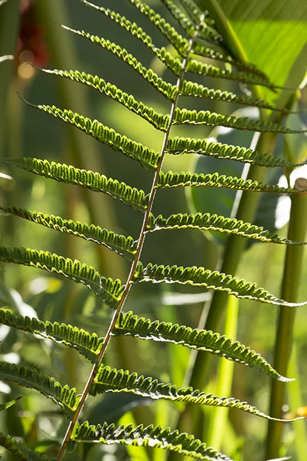 greenleaf9.17.jpg