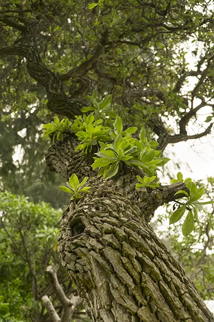 turtlebaytree12.17.jpg