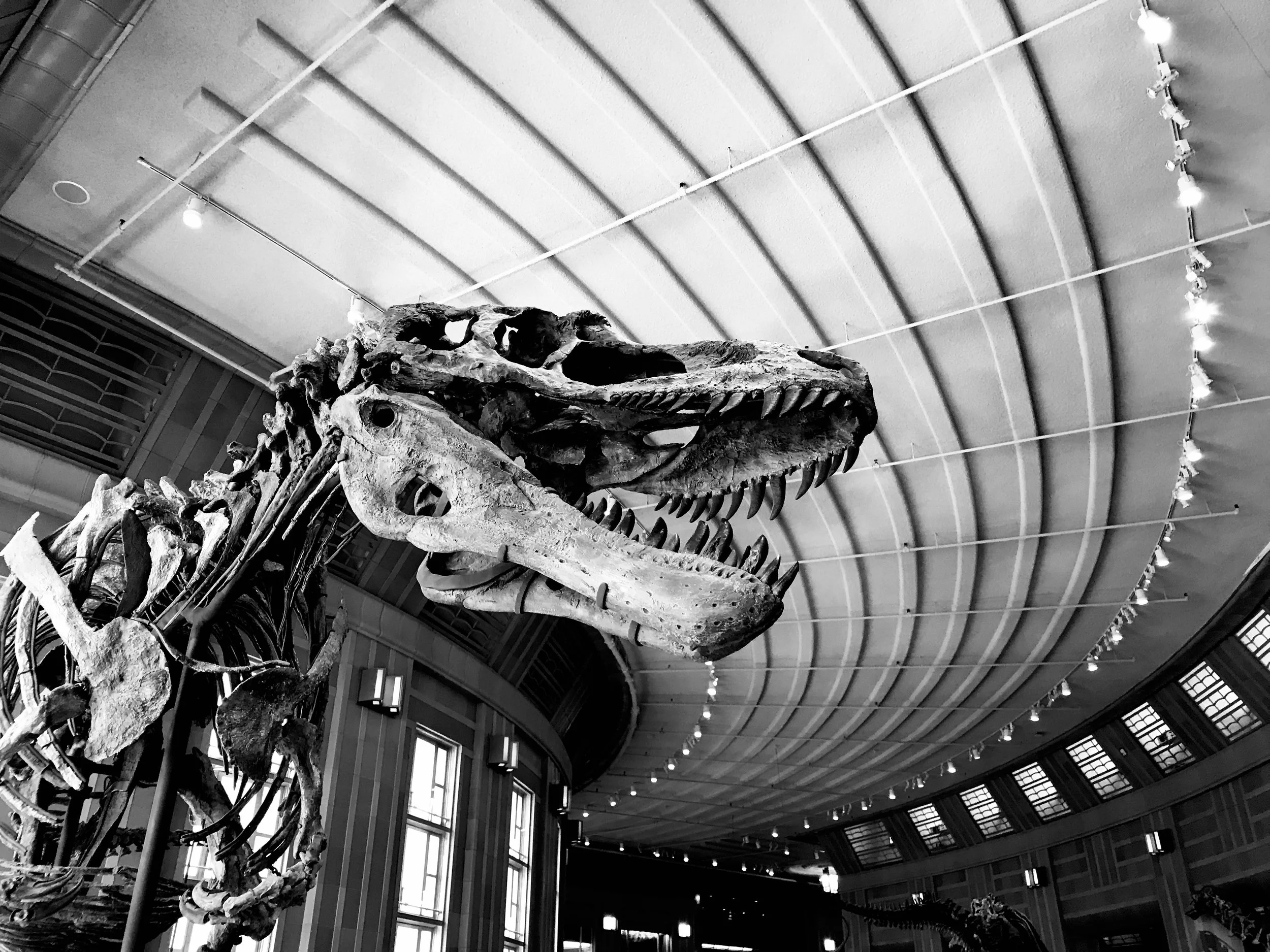 Dinosaur Gallery