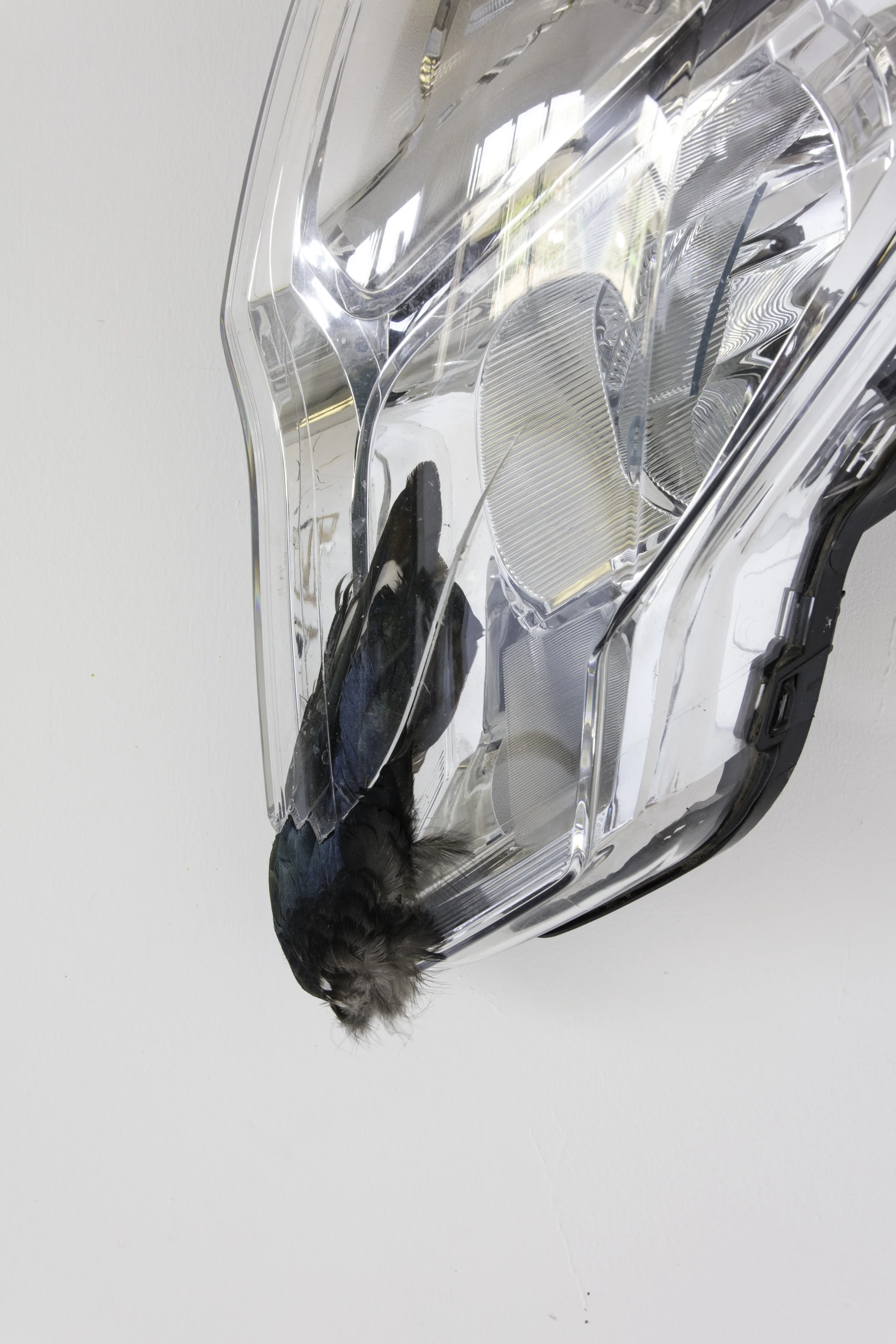 mimesis bird wing, found headlight
