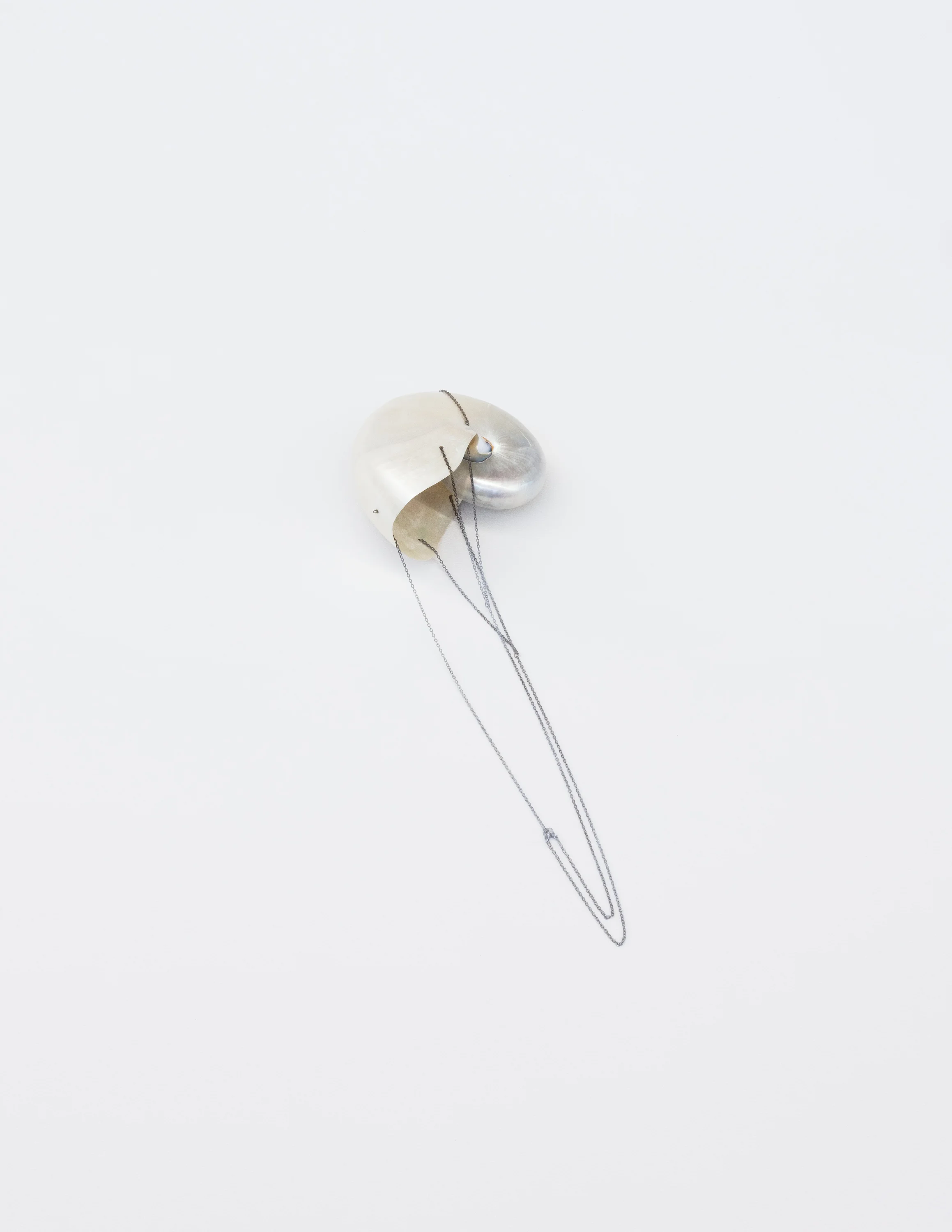 ‘codpiece’ nautilus shell, metal chain & clasps