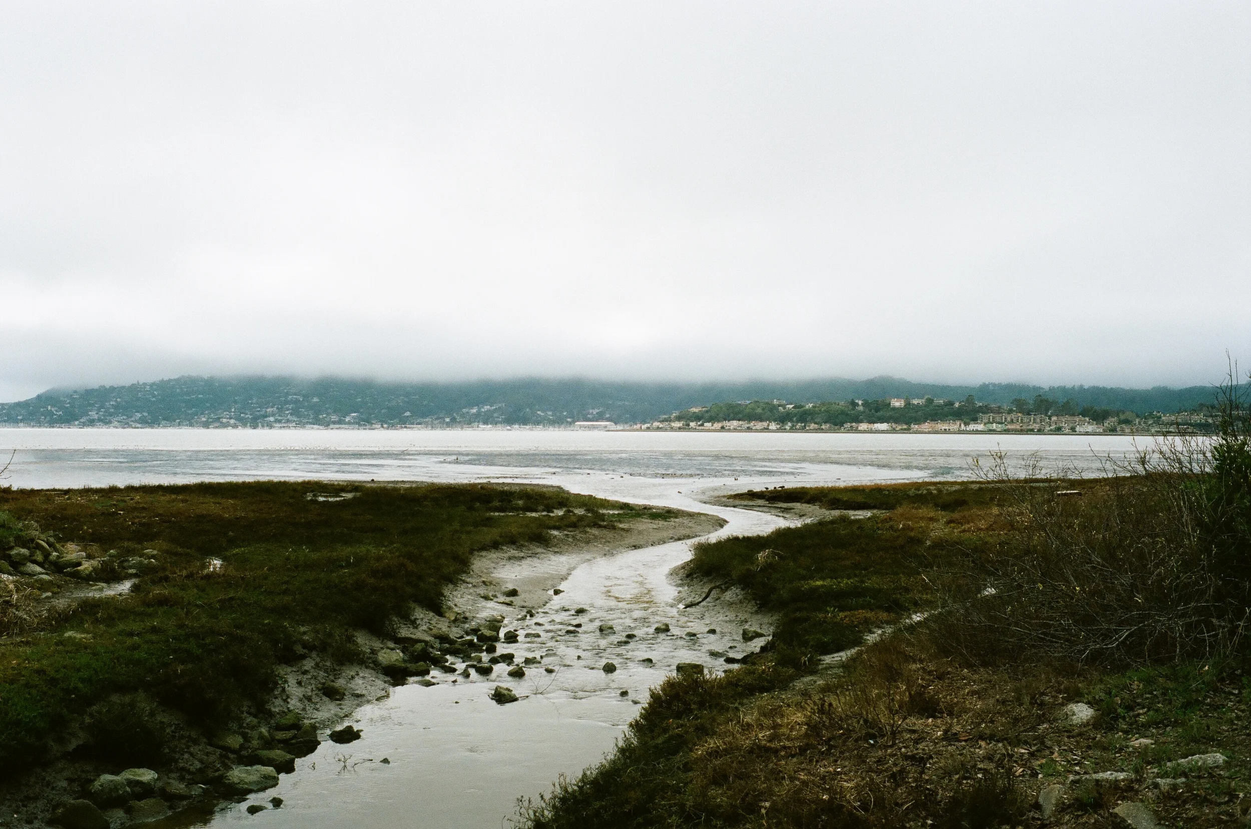 RDV blackie pasture Tiburon.jpg
