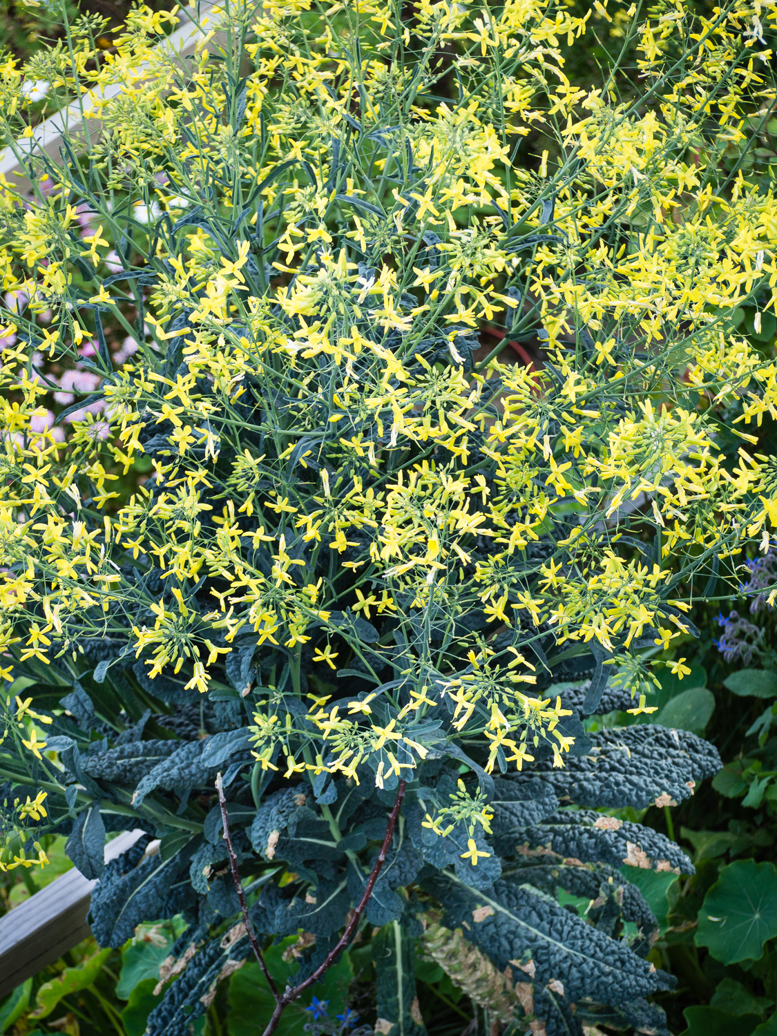 Looking down on a flowering plant of cavolo nero - Tuscan kale.