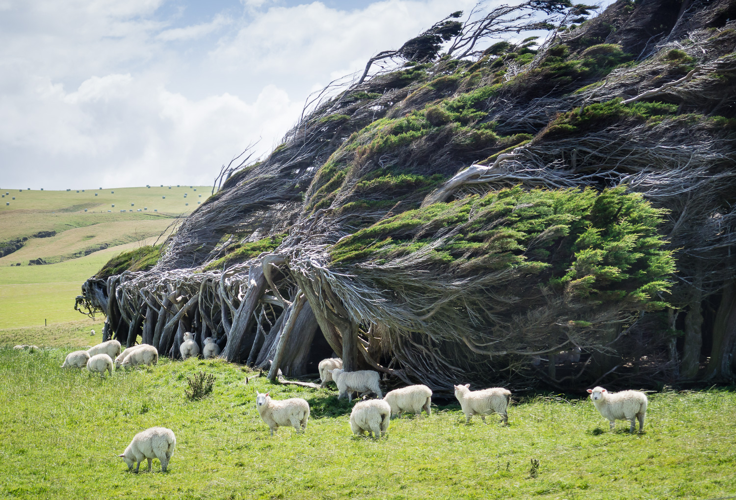 Wind sculpted and barely surviving, but providing shelter for the sheep - the macrocarpa trees (Monterey cyprus) at Slope Point in the Catlins, in the south of the South Island.