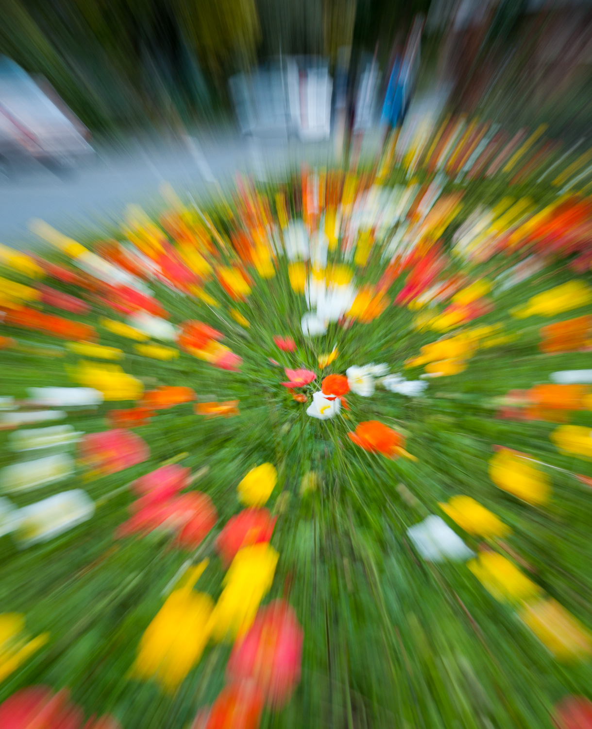 A blur of poppies at Wellington Botanic Garden rose garden