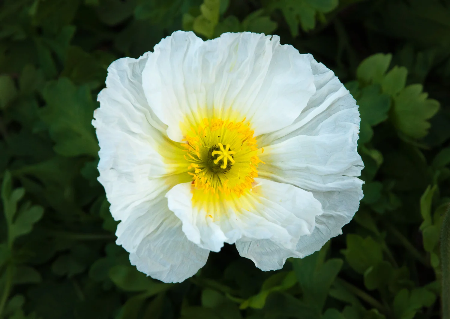 A close look at a single Iceland poppy flower reveals a bright face with golden stamens and gorgeously crinkled petals