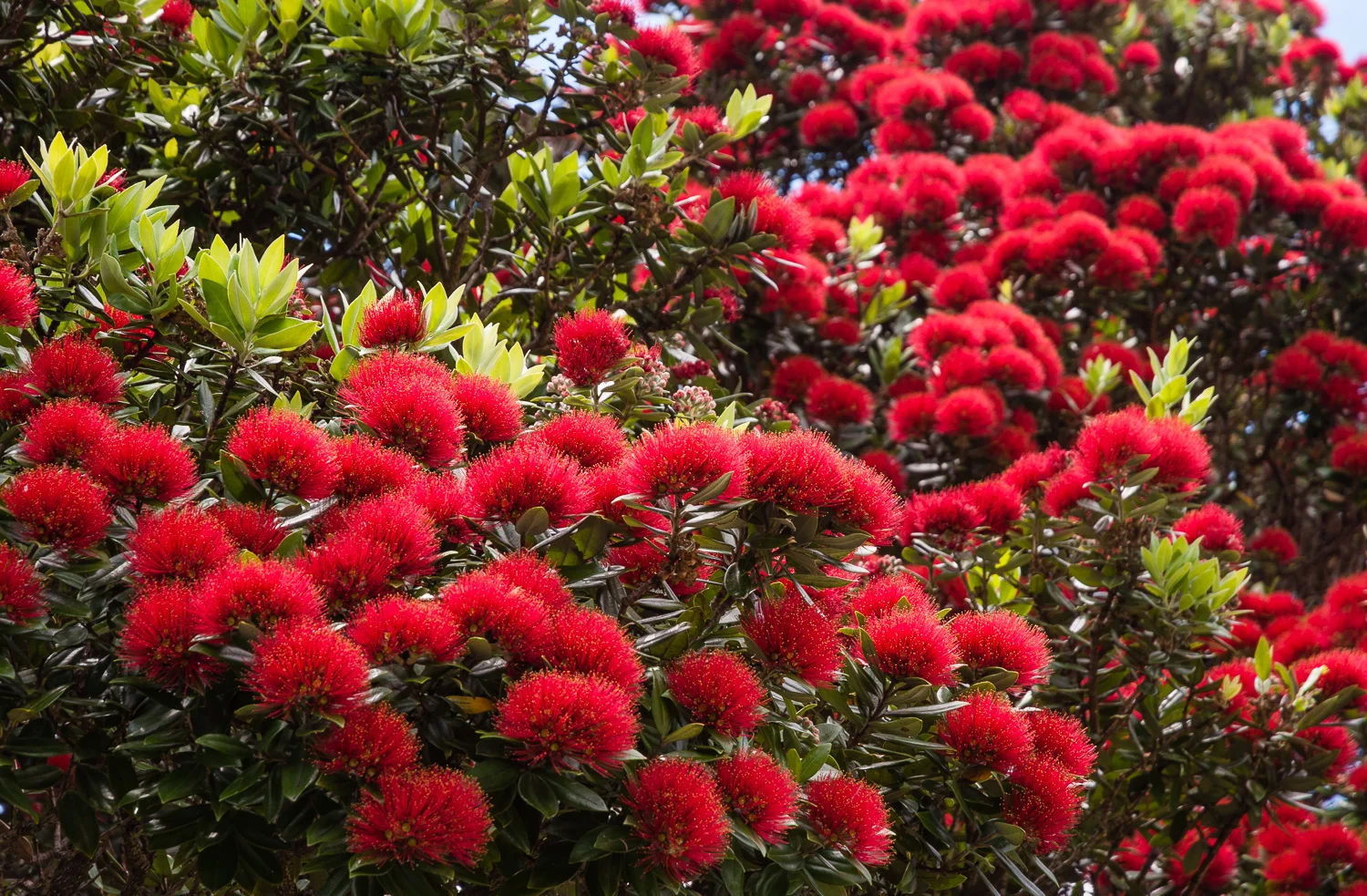 Flowering in December - the pohutukawa, sometimes called the New Zealand Christmas tree.