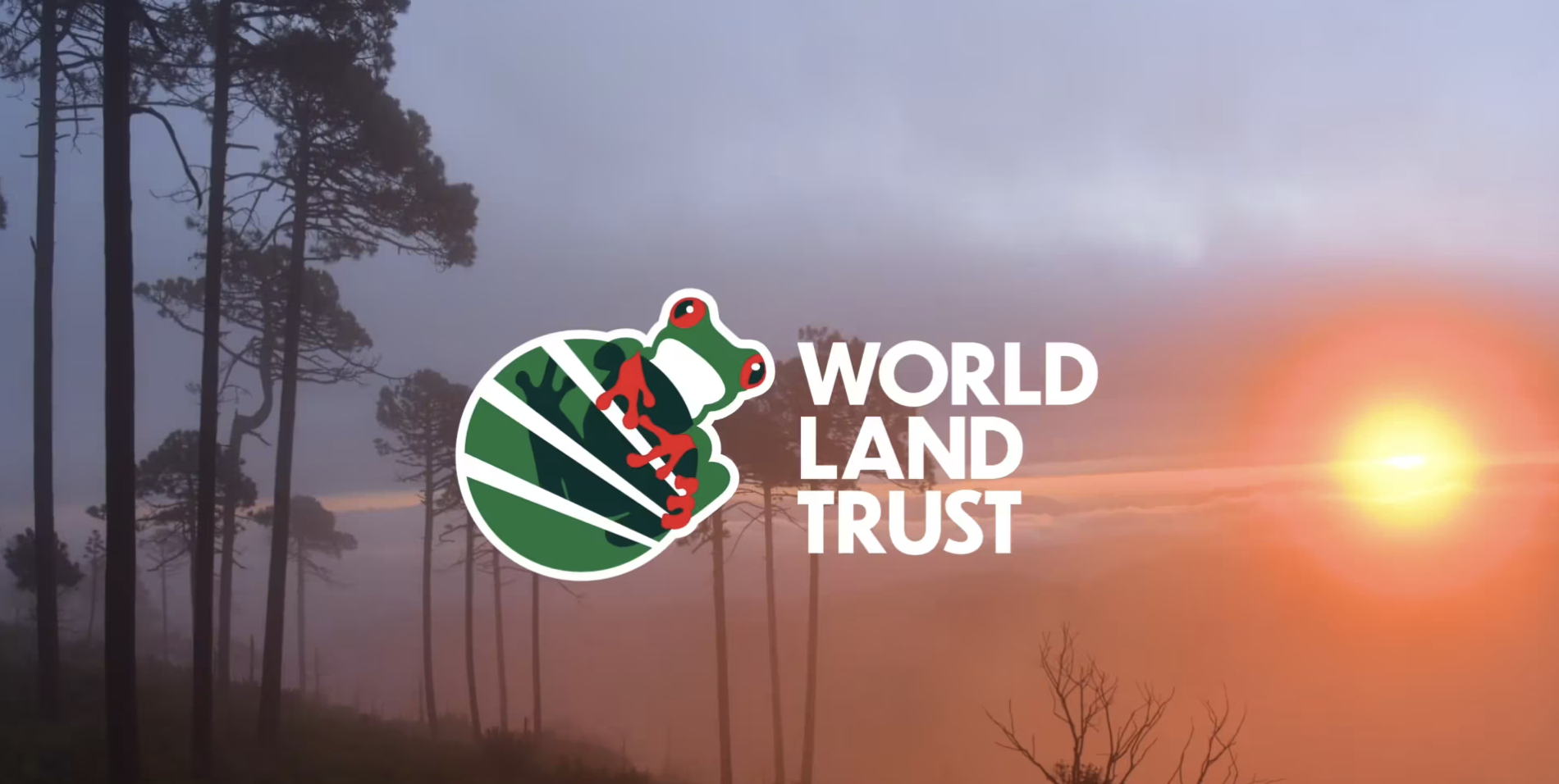 a logo with a frog on a leaf superimposed over a sunset