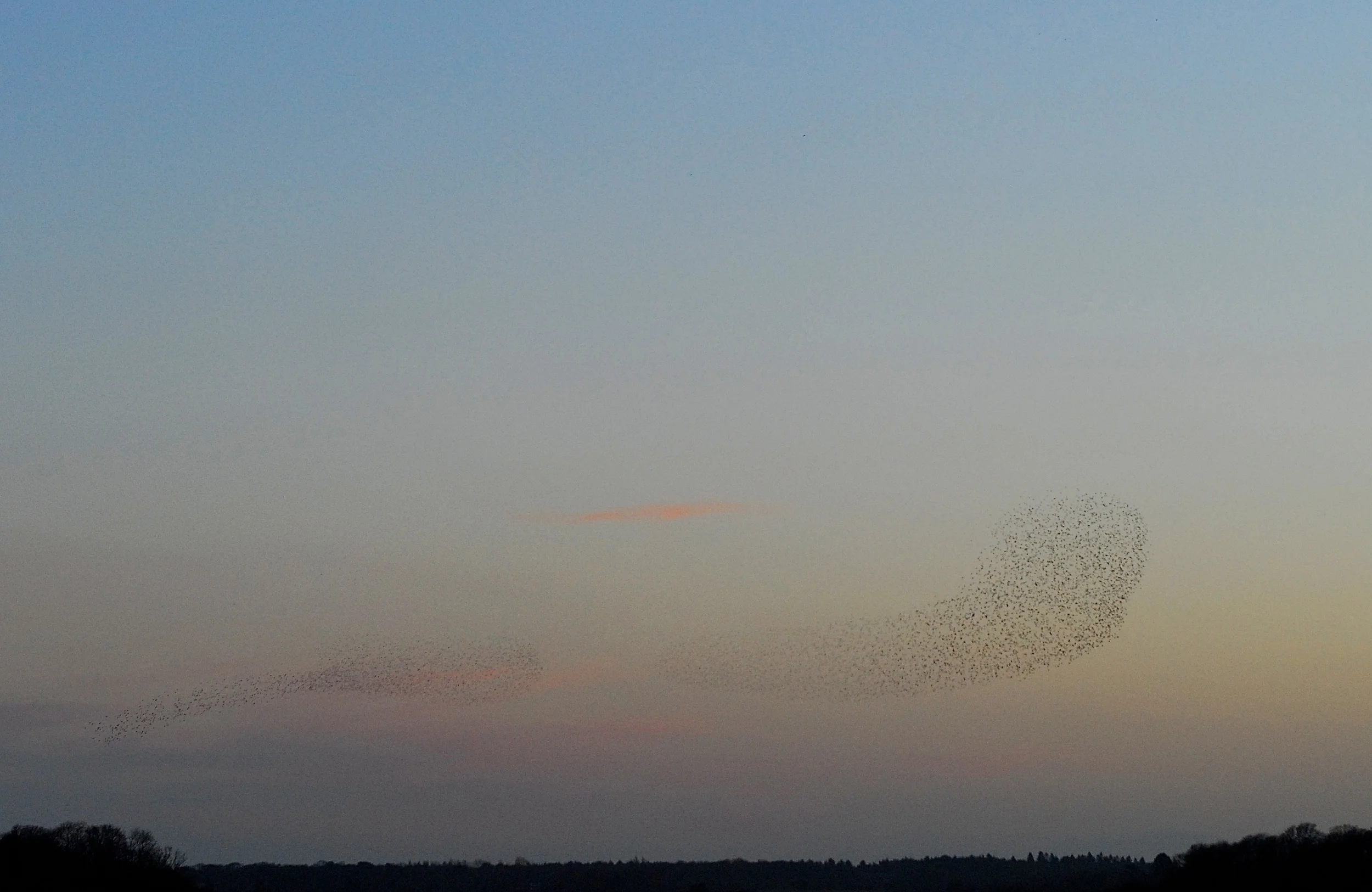 Murmuration