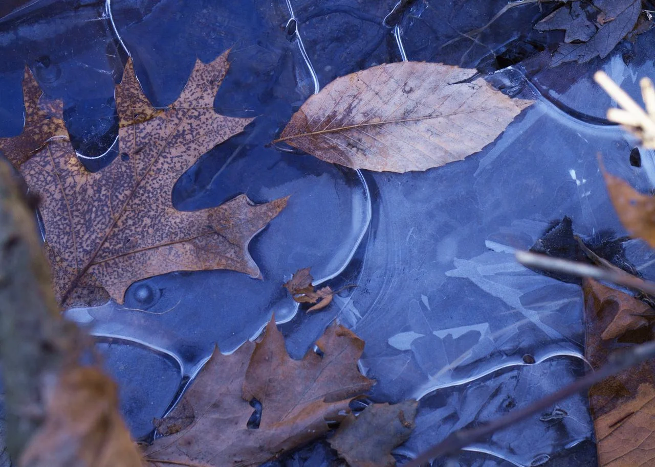carini preserve leaves.jpg