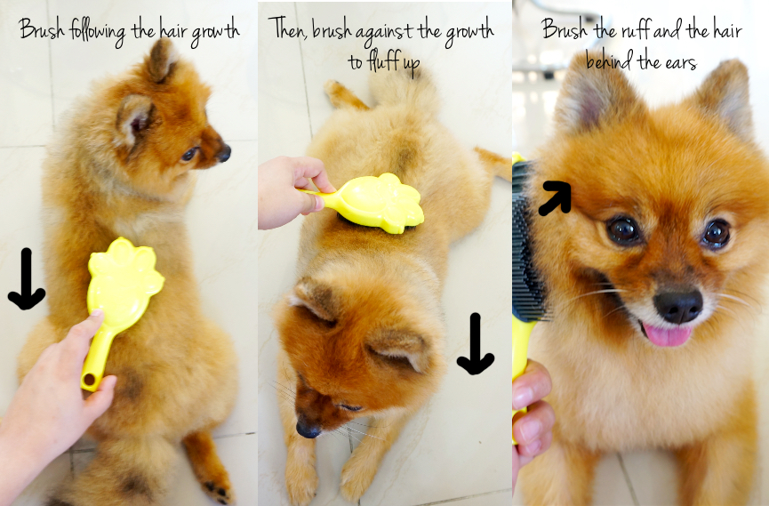 best brush for pomeranian coat