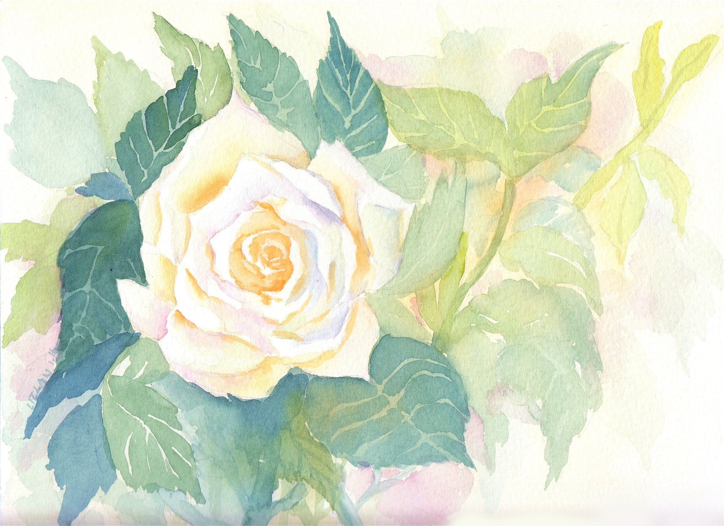 White Rose, watercolor on paper / Liz Lanuzo