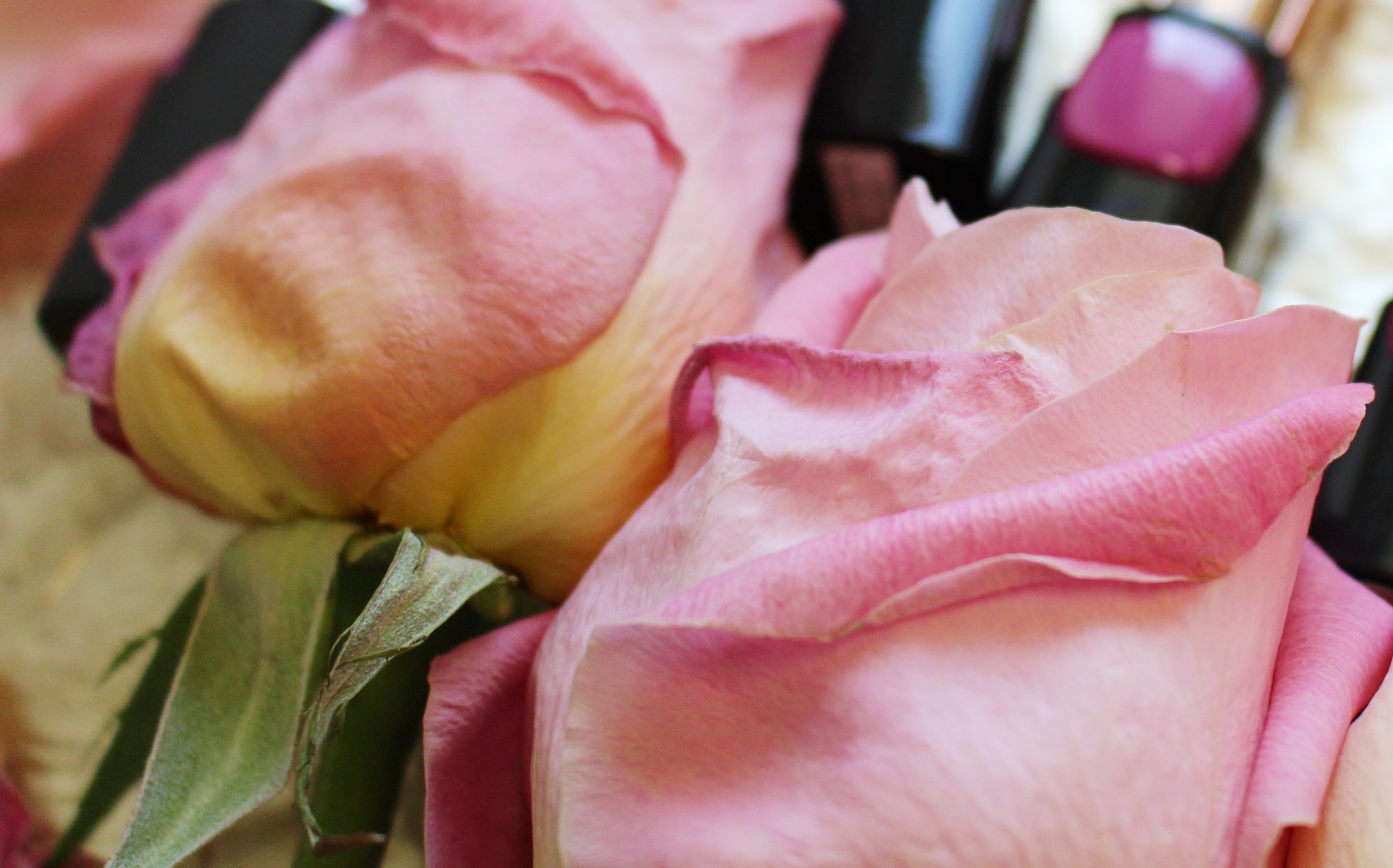 Pink roses are <3