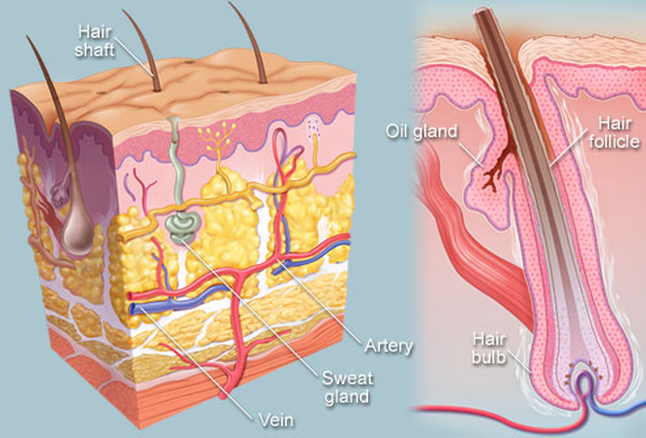 Image via WebMD
