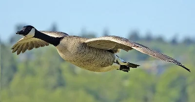 Image Alan D. Wilson, Creative Commons