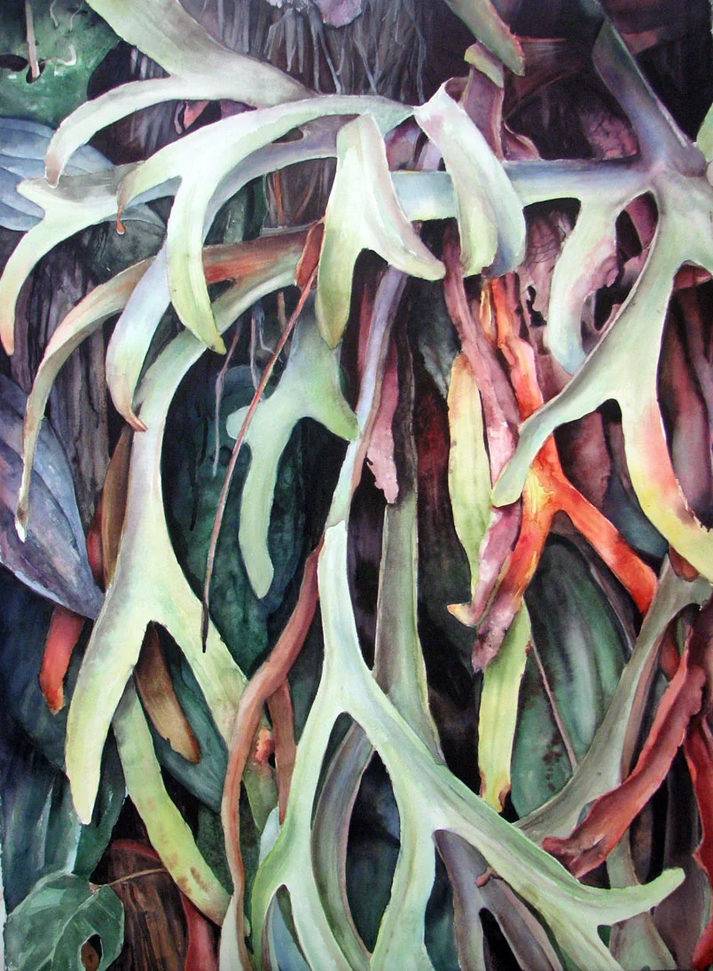 staghornIMG_7261.jpg